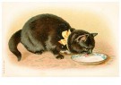 A.N.B.  - 
Cat is drinking milk -
Postcard - 
1C2248-1