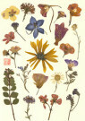 Abraham Luttger (1944)  - 
Heavenly Flowers # 10 -
Postcard - 
2C1904-1
