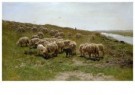 Anton Mauve (1838-1888)  - 
Sheep along a dike, c. 1870 -
Postcard - 
A11588-1