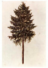 Albrecht Durer (1471-1528)  - 
Pine, 1495-1497 -
Postcard - 
A61239-1