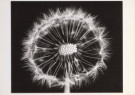 Ruth van Crevel (1926)  - 
Dandelion -
Postcard - 
B0750-1