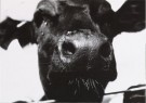 Hill / Adams, Nathaniel / Geor - 
Nosey cow -
Postcard - 
B1926-1