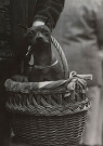 Buschman Velbert  - 
Rasterpunkt/Dog in basket -
Postcard - 
B2068-1