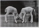 Buschman Velbert  - 
Rasterpunkt/Two goats -
Postcard - 
B2545-1