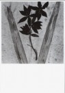 Paul den Hollander (1950)  - 
Hortus Siccus I # 11 -
Postcard - 
B2858-1