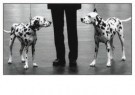 Wigglesworth, Kirsty  - 
Dalmation Dogs -
Postcard - 
B3106-1