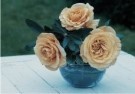 Coquille  - 
A still life of roses, 2008 -
Postcard - 
C11464-1