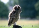 Anneke Bloema  - 
Owl chick], 2008 -
Postcard - 
C11469-1