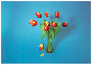 Rob van Maanen (1950)  - 
Tulips -
Postcard - 
C2019-1