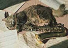 Letizia Volpi  - 
Serena's cat and sax -
Postcard - 
C5000-1