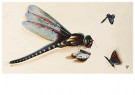 Hans Verhoef (1932)  - 
Verhoef, H./Butterfly serie 9 -
Postcard - 
C5782-1