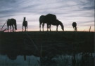 Theo Steenbergen  - 
Horse Shadows -
Postcard - 
C7063-1