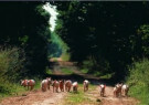 Hans en Heidi Koch  - 
Piglets in free range -
Postcard - 
C7220-1