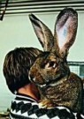 H.Sjostrom  - 
Harry the 19 pounder Belgium Rabbit -
Postcard - 
C8696-1