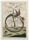 A.N.B.  - 
Double serpent -
Postcard - 
EFM0014-1