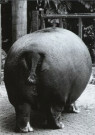 Nancy G. Horton  - 
N.G.Horton/Hippo Bum. -
Postcard - 
QB1921-1